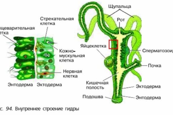 Кракен 2krnk